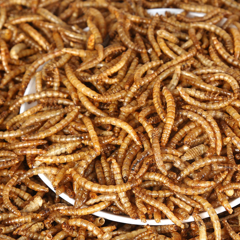 面包虫干黄粉虫仓鼠粮金丝熊刺猬高蛋白营养零食龟粮鸟食150g包邮,宠物/宠物食品及用品,鼠粮,淘宝优惠券,粉丝福利购,淘宝优惠卷