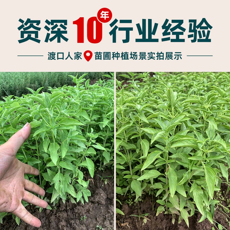 甜罗勒苗可食用九层塔金不换香草籽驱蚊阳台盆栽香料泡茶中药材苗