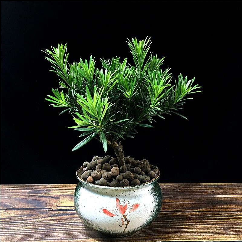 罗汉松盆景树苗老桩植物室内办公室净化空气绿植好养盆栽四季常青