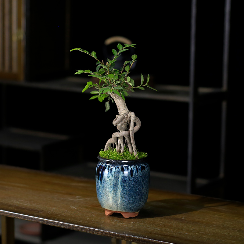 榆树小盆栽造型提根盆景植物室内客厅办公室茶几桌面绿植榔榆树苗
