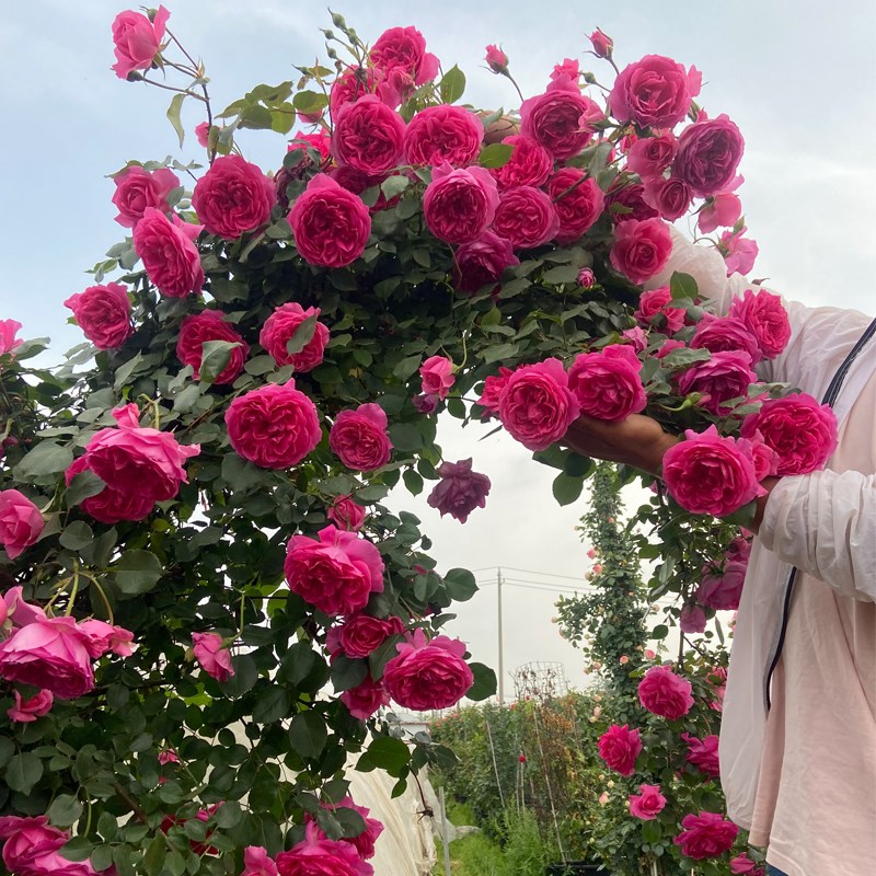 大游行藤本月季大花浓香欧月爬藤蔷薇花苗植物庭院玫瑰花卉盆栽