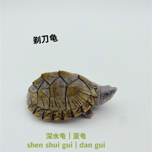 剃刀龟蛋龟宠物龟深水龟鱼缸龟观赏龟