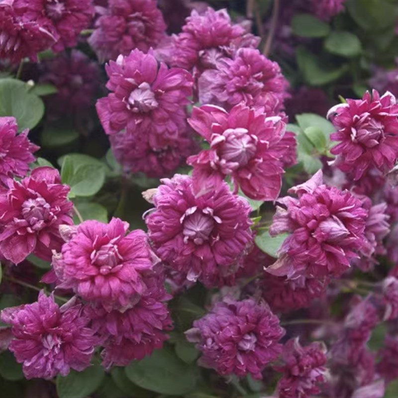 龙龙月季园艺 典雅紫 铁线莲阳台庭院花墙爬藤藤本植物新手易养