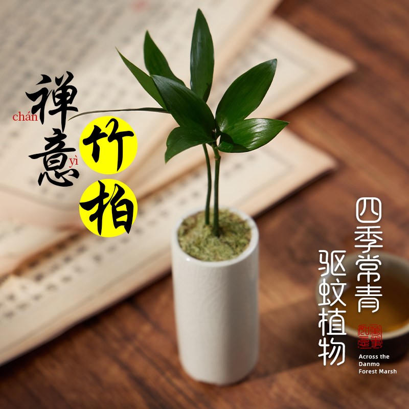 竹柏盆栽禅意绿植微型盆景造景摆件室内桌面办公室驱蚊植物好养活