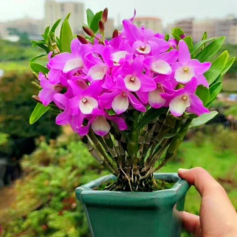 春石斛带花苞石斛盆栽洋兰附生兰花苗办公室兰花花期长石斛兰合集