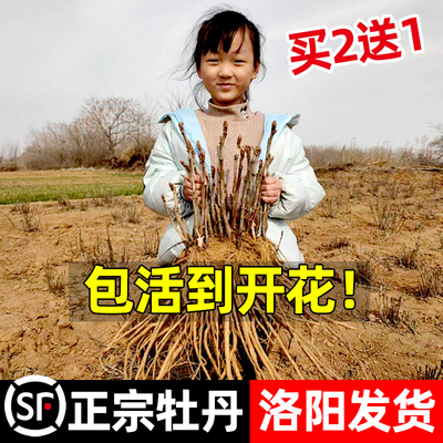 正宗牡丹花苗盆栽洛阳带花苞牧丹耐寒耐冻花卉重瓣牡丹花树苗花种