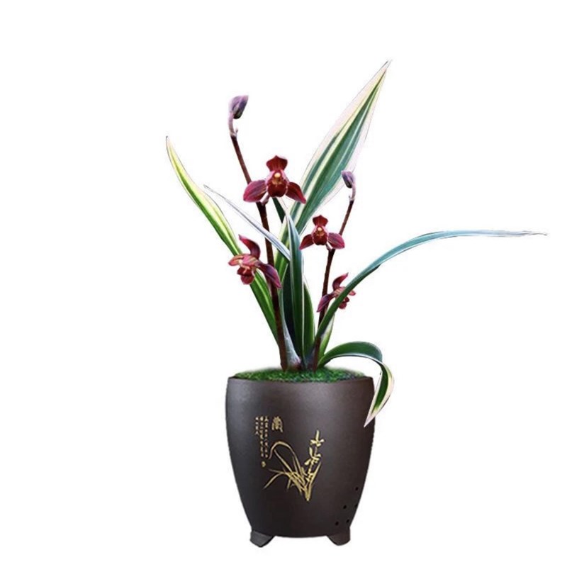 建兰红神荷金边四季兰花浓香正格荷瓣室内绿植花卉盆栽好养新手
