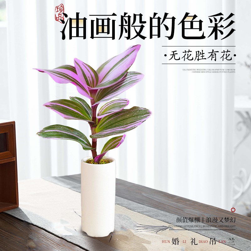 油画婚礼吊兰盆栽迷你小盆景水培植物办公室内桌面禅意绿植微景观