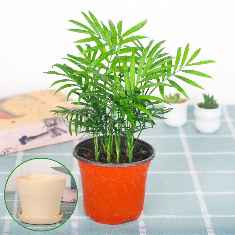 袖珍新款椰子微景观植物创意办公室净化空气趣味盆景绿植水培盆栽