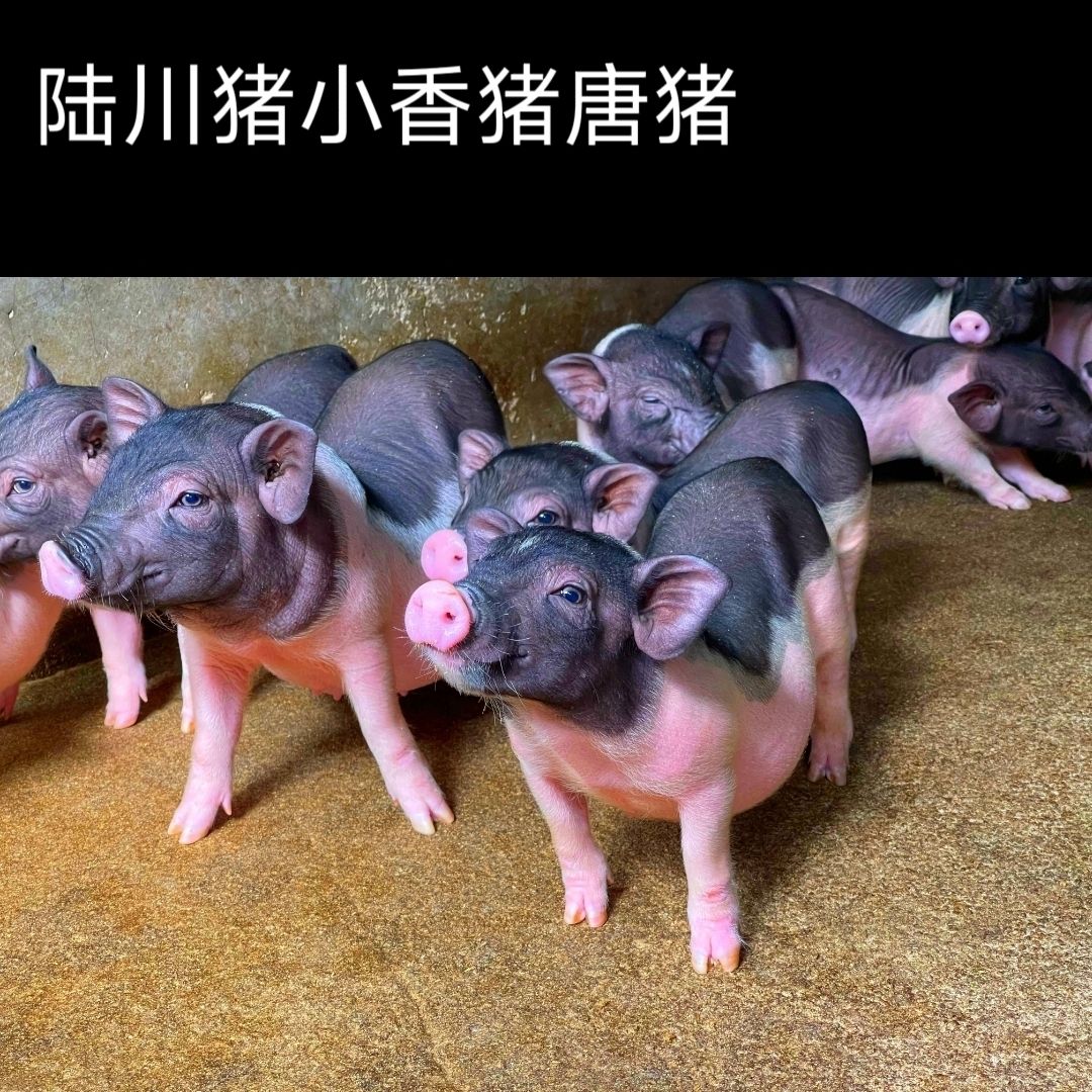 巴马香猪仔香猪种猪苗小猪仔散养猪苗幼崽香猪猪苗幼崽小香猪活猪