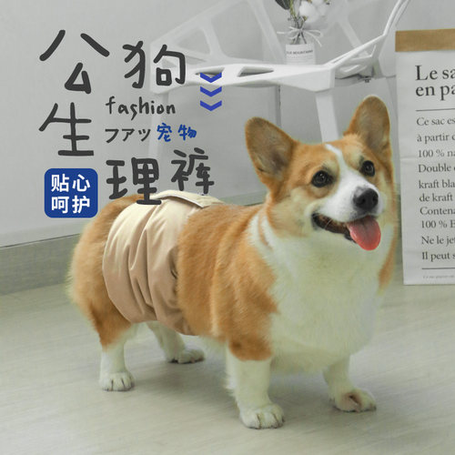 宠物狗狗公狗生理裤礼貌带尿裤公专用防交配内裤柯基法斗泰迪用品
