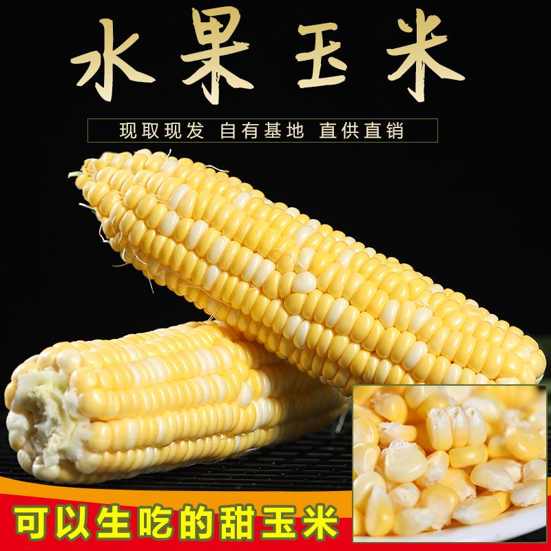 云南金银水果玉米新鲜生吃甜玉米棒子粒粘糯黏苞谷米