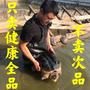 北美鳄龟大鳄龟食用鳄龟活物食用龟大龟佛罗里达鳄龟肉龟食用观赏