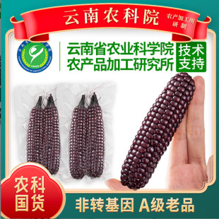 纳拇指玉米新鲜甜香紫糯即食迷你黑糯玉米儿童代餐早餐 速发西双版