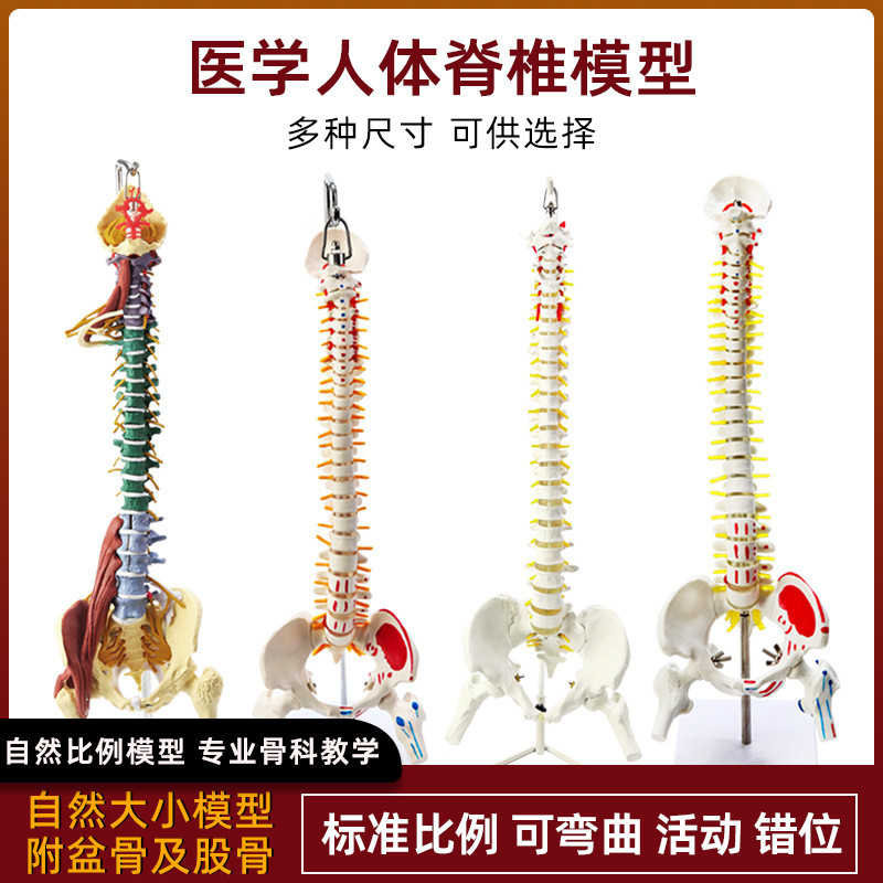 精选人体脊柱模型1:1成人正骨练习脊椎模型颈椎腰椎人体骨骼模型