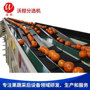 沃柑分选机/沃柑选果机