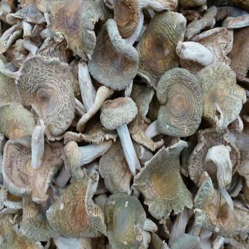 青头菌干货野生绿头菌梨菇木蘑菇云南野生菌新鲜‘净重不含干燥剂