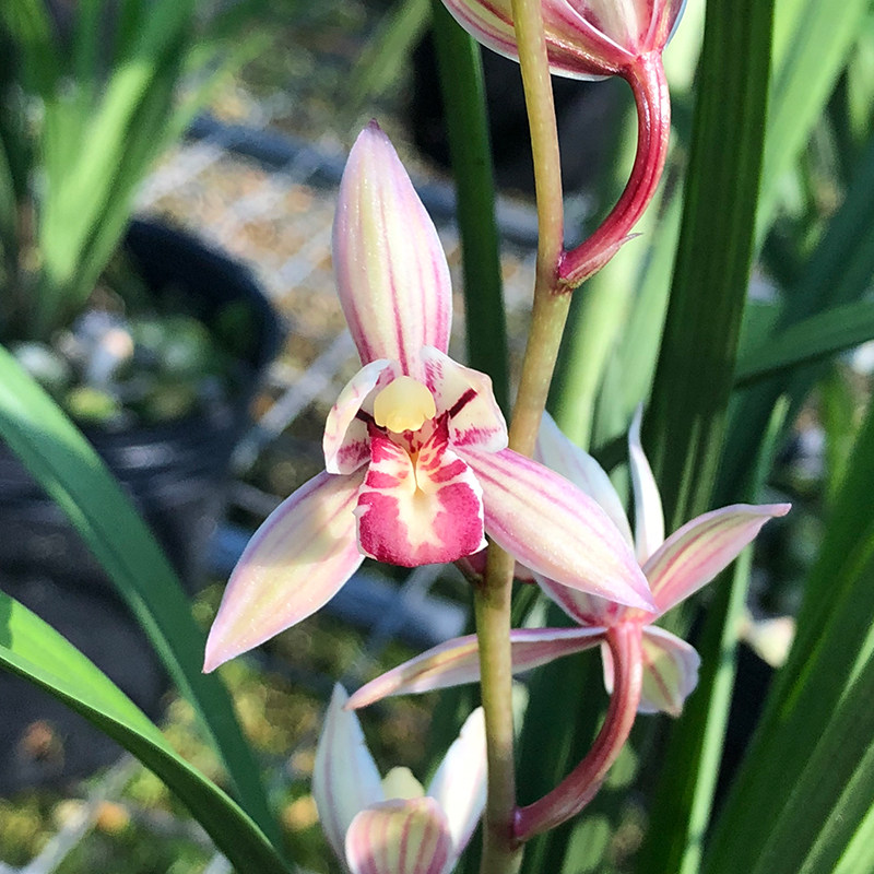 兰花苗 玉如娇 建兰四季兰红花粉色荷瓣浓香好养花卉 夏季带花苞