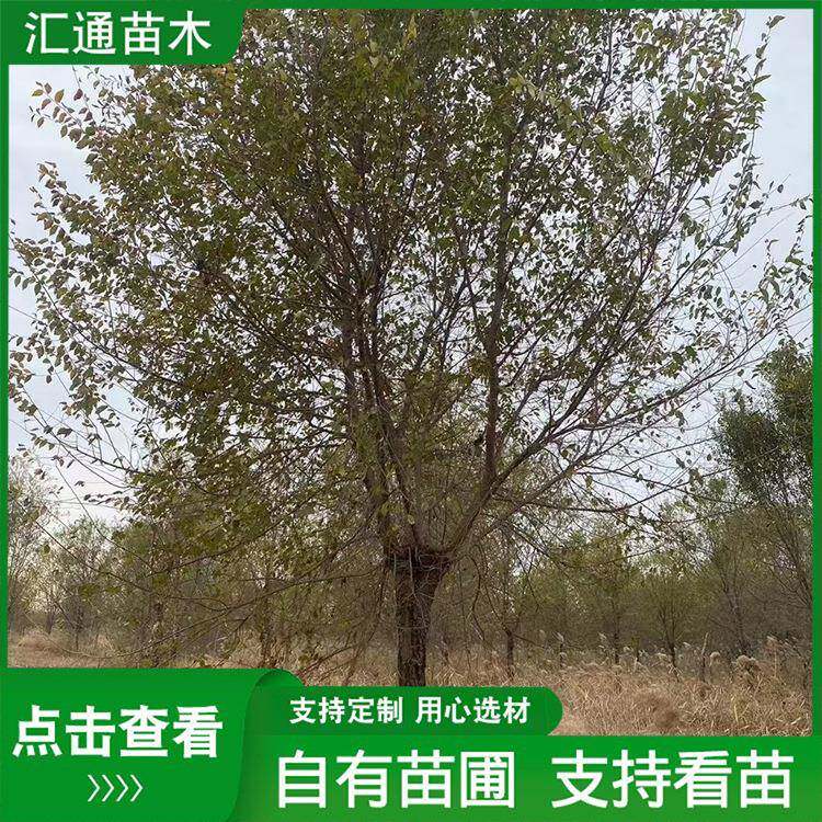 10—21公分榆树园林四季种植工程绿化苗木庭院观赏行道树榆树