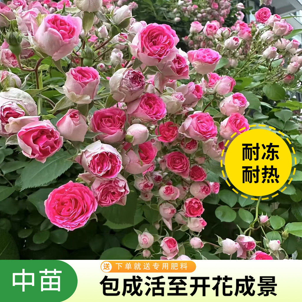 藤本月季花苗庭院阳台爬藤植物四季开花蔷薇带花苞浓香型盆栽垂吊