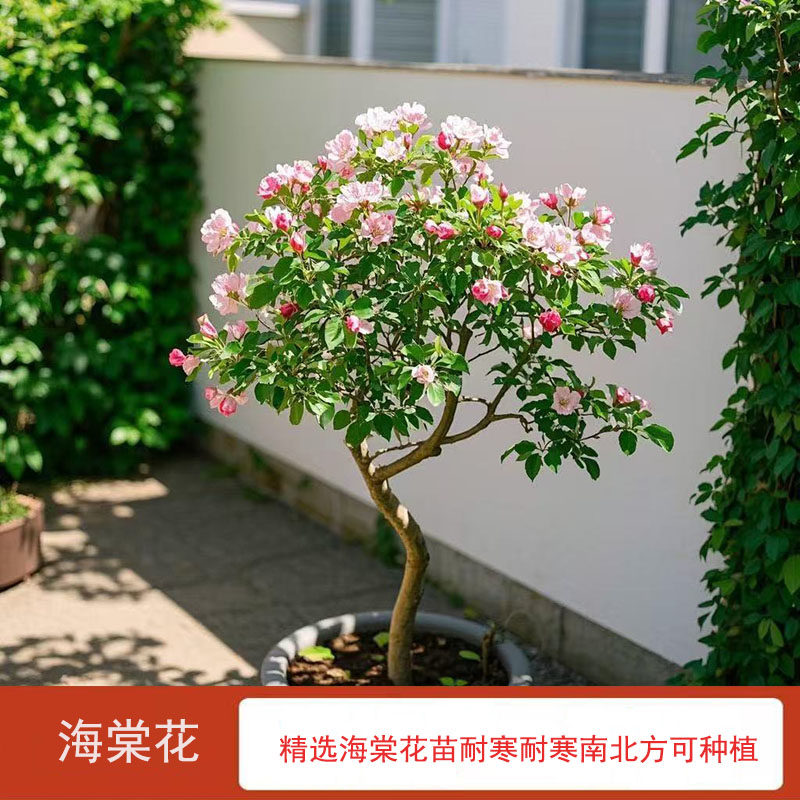 海棠花树苗西府垂丝海棠四季开花盆栽别墅庭院地栽耐寒风景树植物