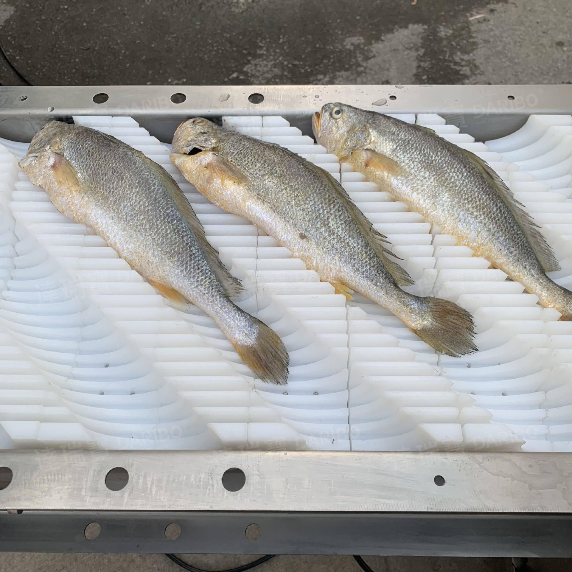 W大黄鱼鳕鱼秋刀鱼鱼肉切段机器 清蒸鱼煎鱼切鱼段机斜切45度可调