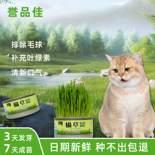 【罐体微瑕】猫草盆栽小麦水培猫草种植懒人猫草罐头毛球片化毛草