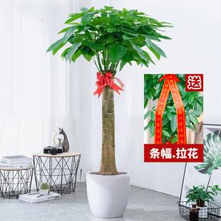 独杆发财树大型室内盆栽绿植办公室客厅落地植物大棵乔迁花卉北京
