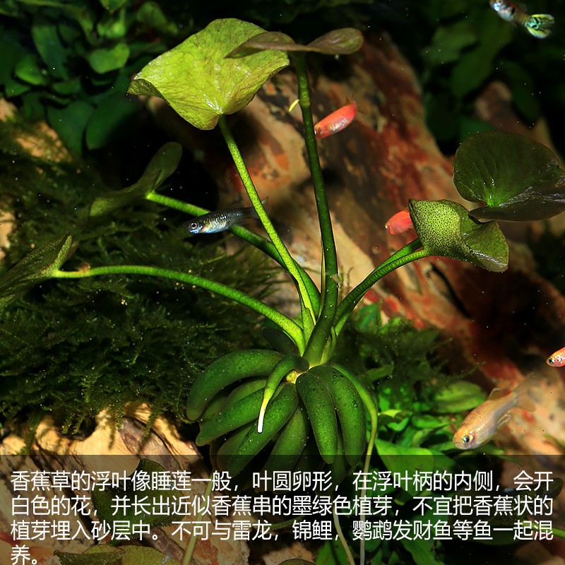香蕉草懒人鱼缸四季造景水草入缸成景绿色前中后景无土无草泥种植