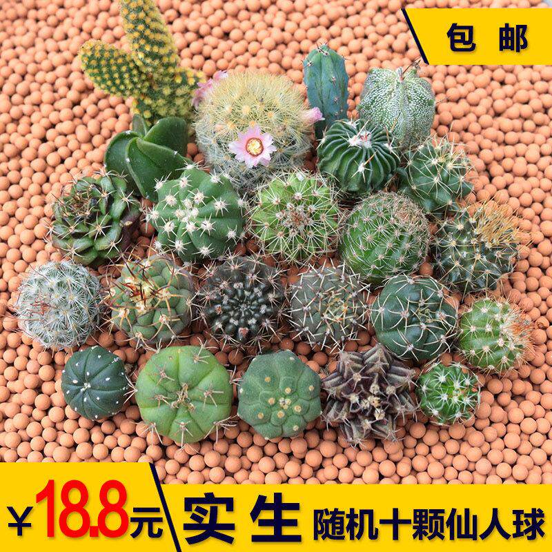 实生仙人球随机组合套餐 星兜多肉植物花卉绯花玉仙人掌开 花好养