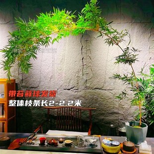 高杆红观音竹弯飘枝室内水培好养四季常青茶室桌面客厅绿植盆栽