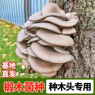 椴木香菇菌种栽培种植可食用木耳平菇打孔器电钻头段木头专用蘑菇