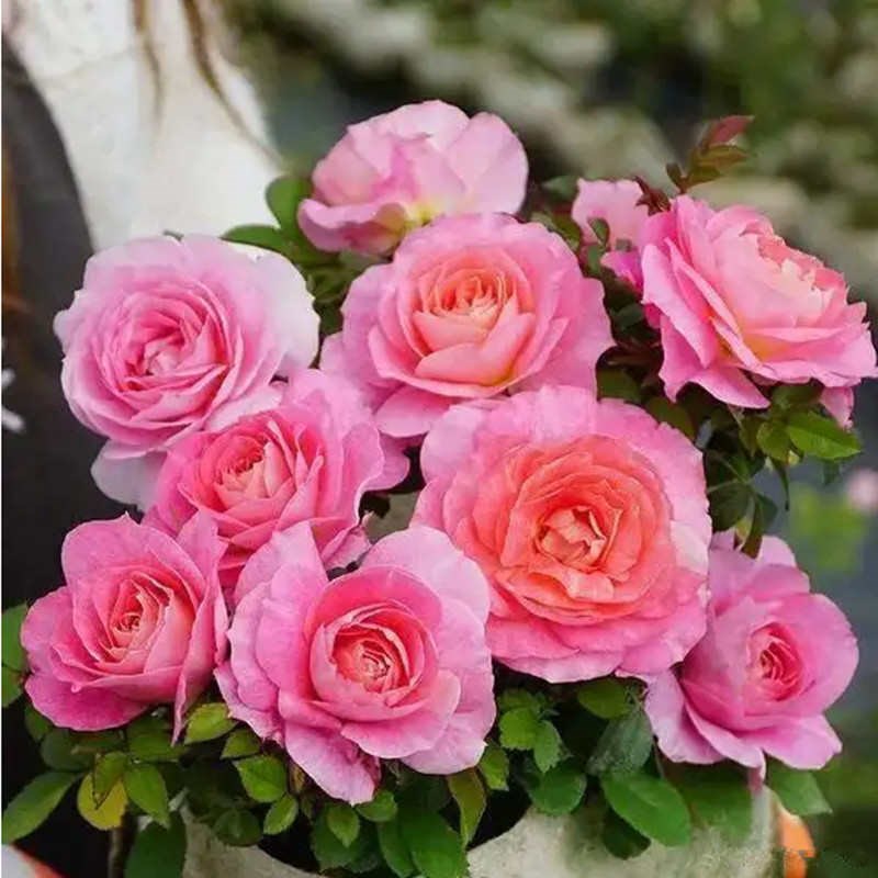 海神王月季花苗开花玫瑰小苗四季盆栽花卉爬藤植物藤本蔷薇树绿植