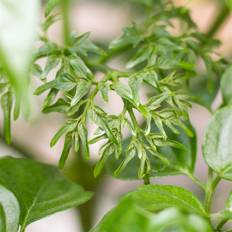 大型幸福树平安树大客厅办公室开业绿植盆栽室内小盆栽大型盆栽