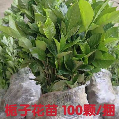 大叶栀子花苗浓香型重瓣地栽室外庭院别墅大朵花卉小叶栀子花盆栽