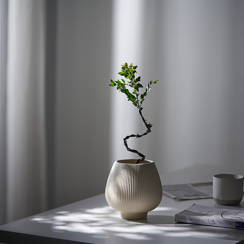 诧寂风造型小叶紫檀绿植盆栽花卉好养净化空气除甲醛四季常绿植物