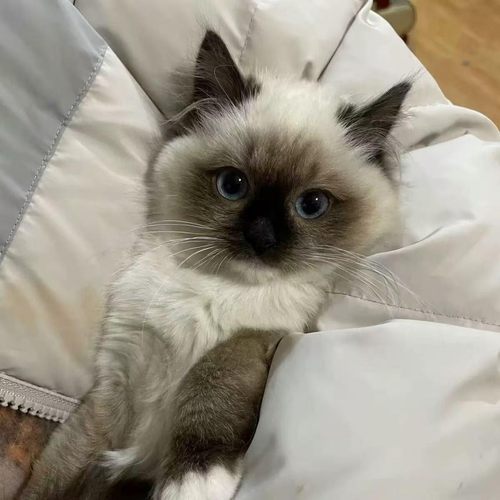 纯种暹罗猫幼猫海豹重点色暹罗幼崽大黑脸蓝眼猫咪活体小猫咪猫舍