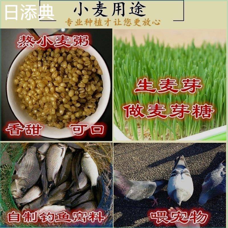 小麦粒喂鸡100斤装专用粮50斤喂鸽子酿酒小麦磨面饲料麦子优质便