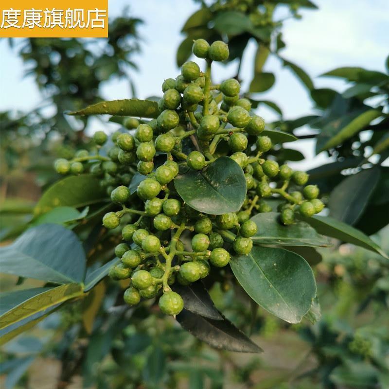 真空保鲜花椒山胡椒四川特产山苍子粒木江子新鲜非木姜子包邮