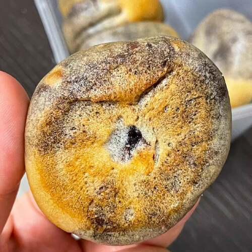 黑米饼闽南特产黑米糕五谷杂粮米糕馅大皮薄黑米馅饼姥茶胡同糕点
