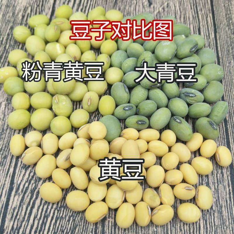 新黄豆5斤 农家自种粉青大黄豆新品正品老品种青大豆青皮黄豆包邮