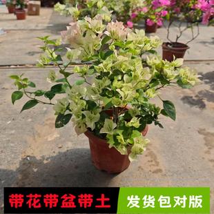 开花大苗漳红樱庭院植物花卉 三角梅带花盆栽绿樱爬藤重瓣老桩四季
