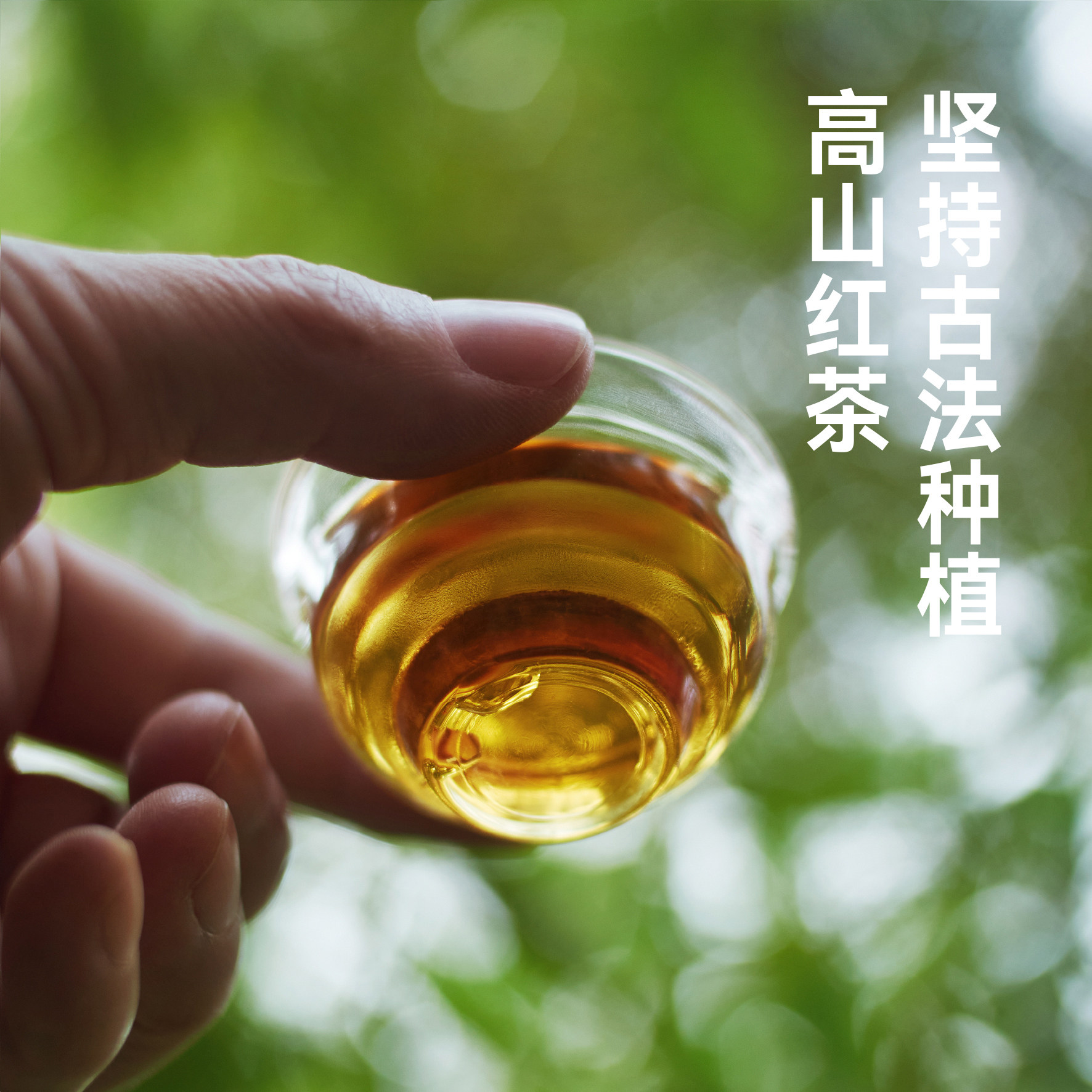 2026新茶 不施化肥农药 高山红茶 有性繁殖生态种植 手工养胃茶叶