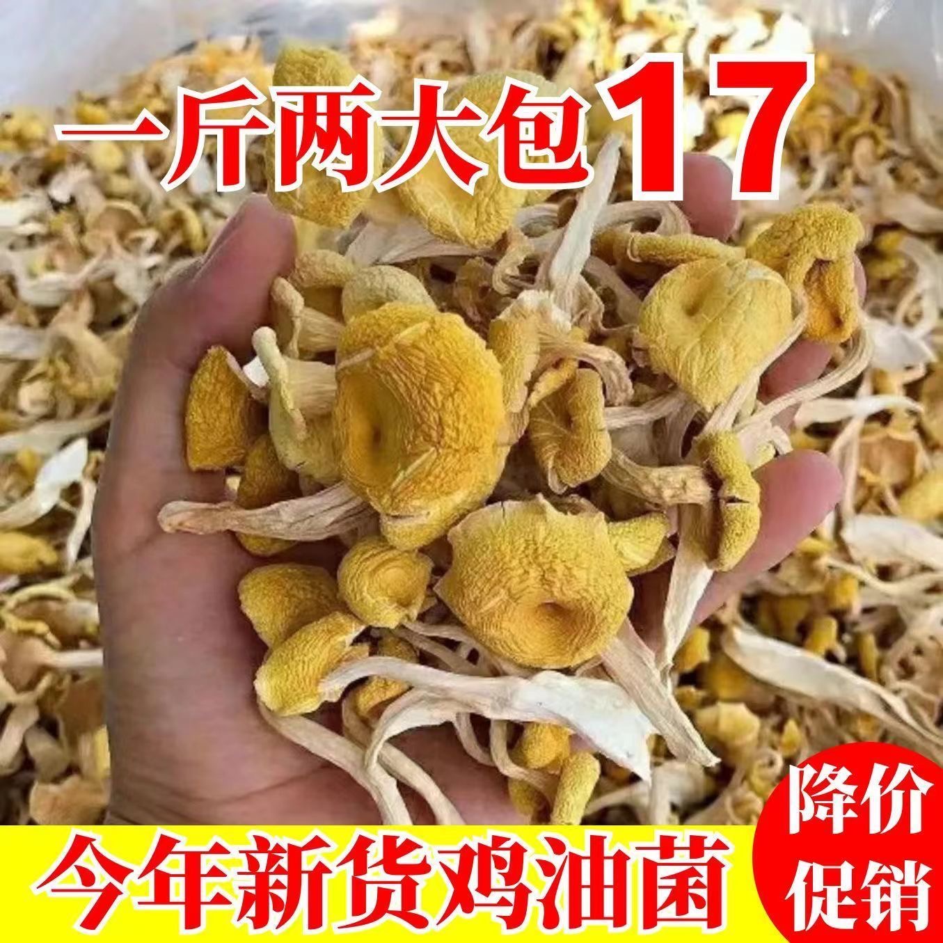 鸡油菌干货500克云南菌子新鲜榆