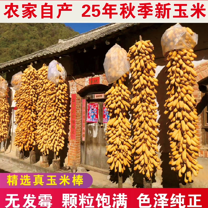 干玉米棒子带皮叶晒干真老玉米棒穗装饰农家乐幼儿园手工活动教具,家居饰品,仿真水果,淘宝优惠券,粉丝福利购,淘宝优惠卷