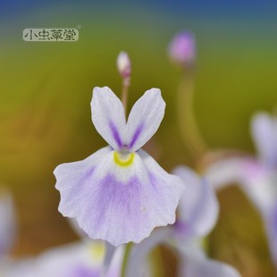 狸藻食虫植物盆栽小蓝兔白兔禾叶瓦堡利维达杏黄花长叶三色挖耳草