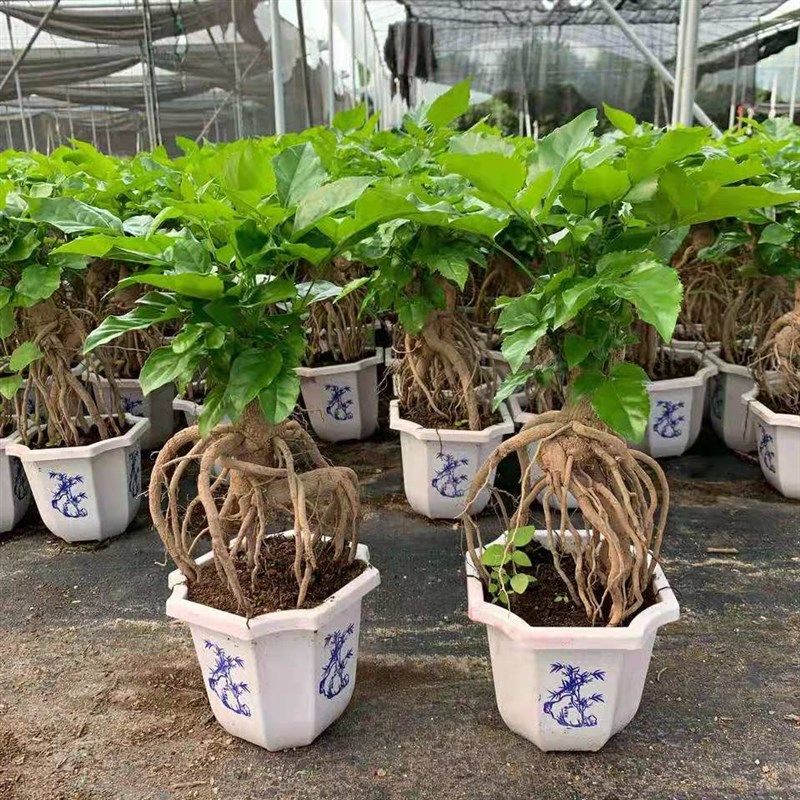 提根幸福树盆栽绿宝造型盆景四季常青室内阳台观叶植物办公室客厅