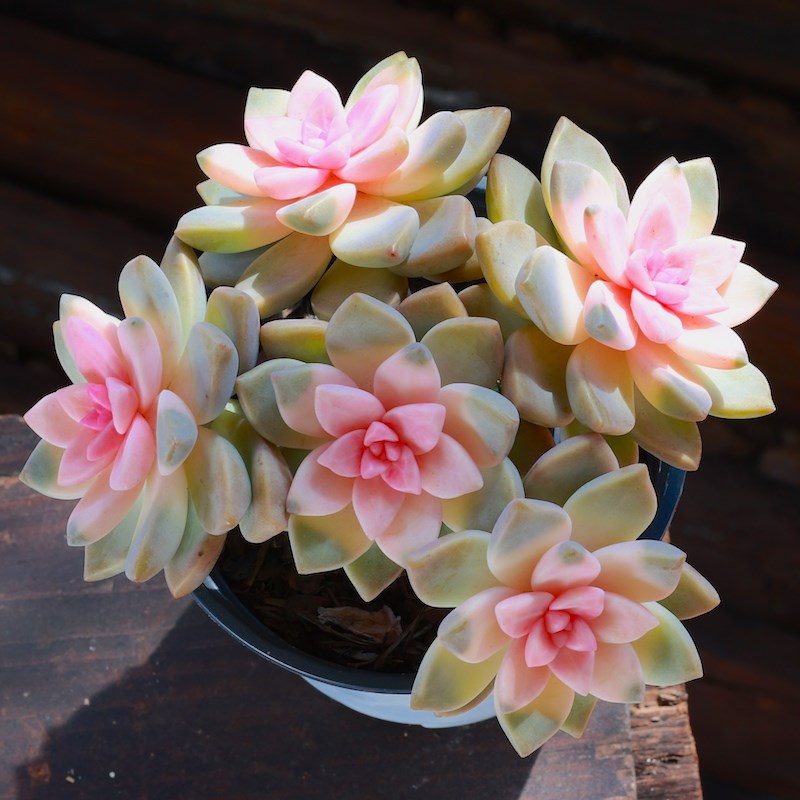 粉色紫雾多肉植物老桩绿植花卉组合盆栽阳台室内精品网红新手肉肉