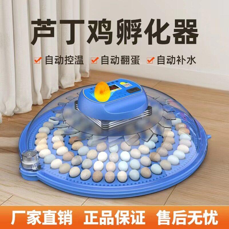 小飞碟鹦鹉鸟蛋芦丁鸡孵蛋孵化器家用全自动孵化机小型孵化箱