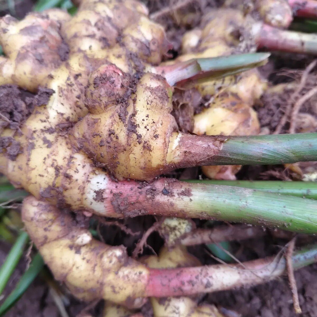正宗云南小黄姜产地直发农家自种生姜老姜特价整箱发